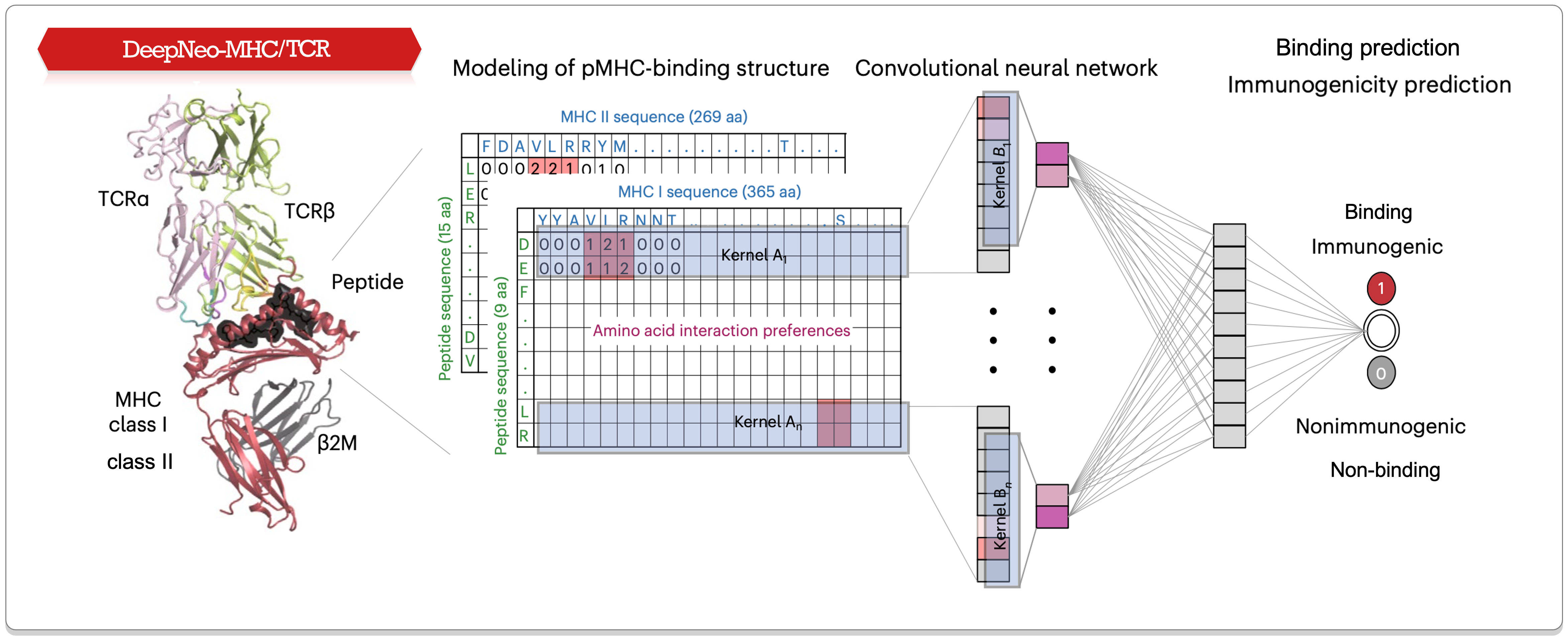 DeepNeo-MHC/TCR image 1